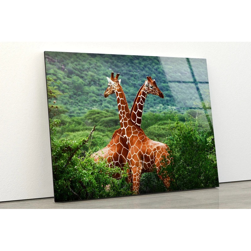 Giraffes in Forest UV Direct Aluminum Print Australian Made Quality