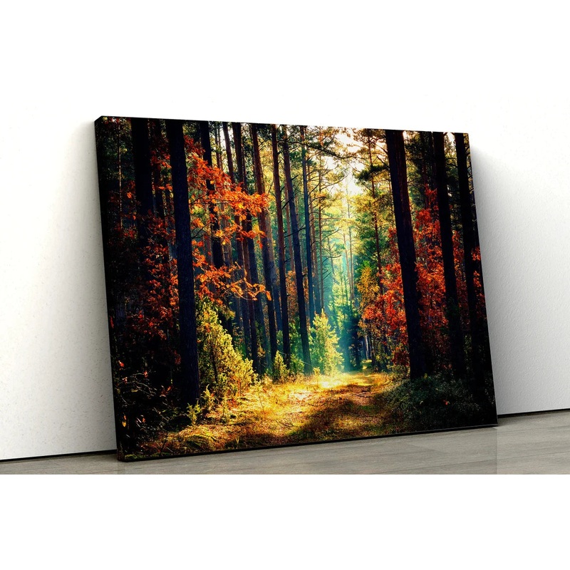 Sunrays in Autumn UV Direct Aluminum Print Australian Made Quality