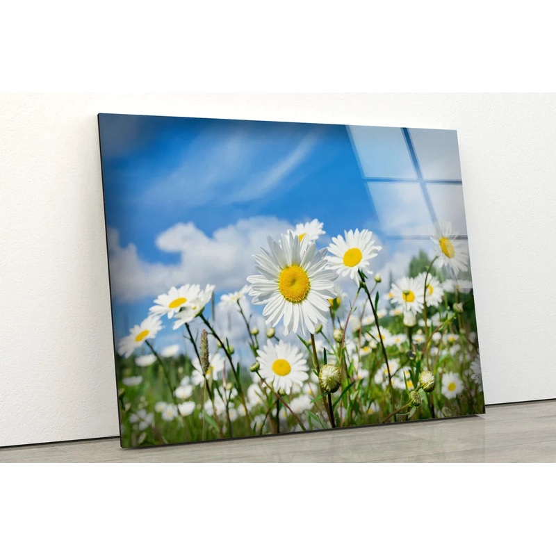 White Daisy Field View UV Direct Aluminum Print Australian Made Quality