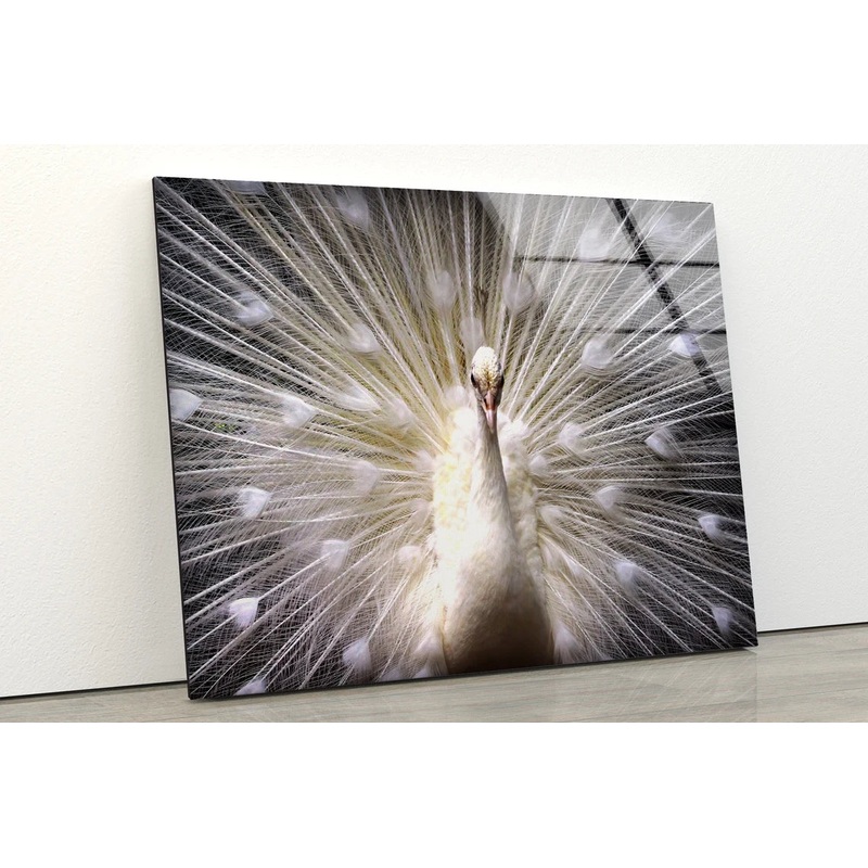 White Peacock Bird UV Direct Aluminum Print Australian Made Quality