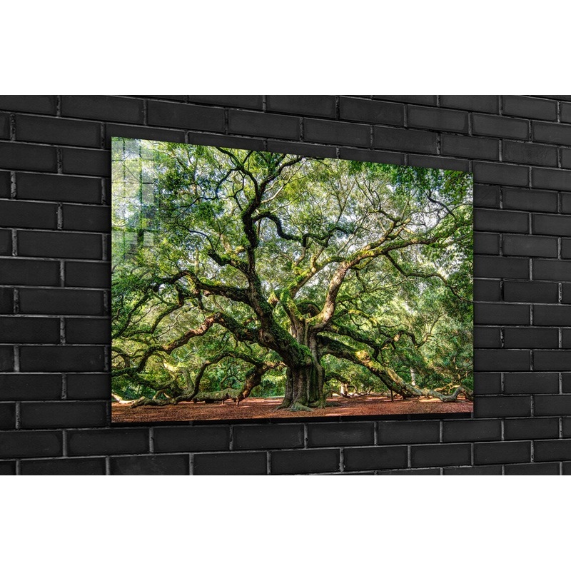 Angel Oak Tree Garden UV Direct Aluminum Print Australian Made Quality