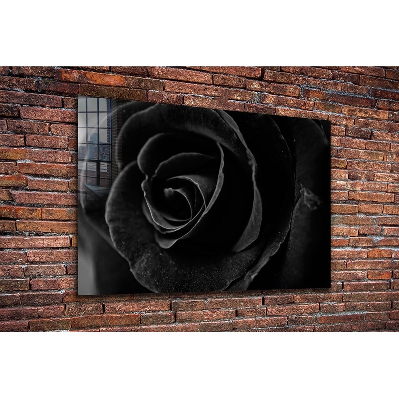Black Rose Closeup View UV Direct Aluminum Print Australian Made Quality