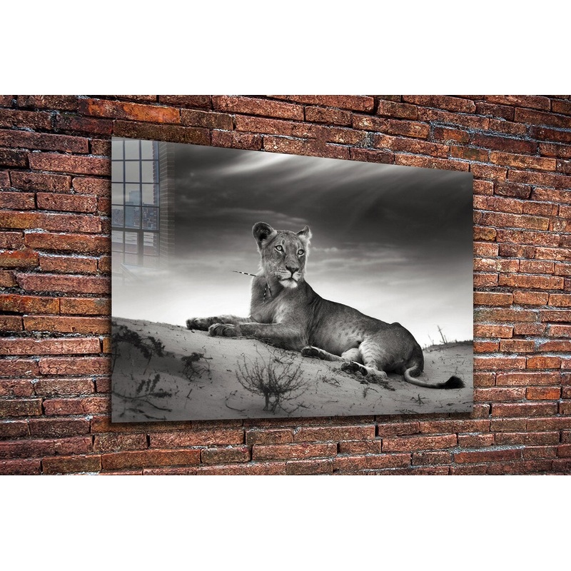Lioness on Sand B&W UV Direct Aluminum Print Australian Made Quality