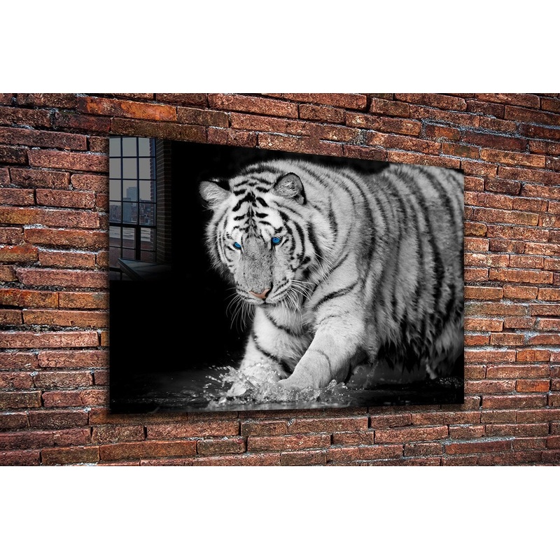 Tiger on Water B&W View UV Direct Aluminum Print Australian Made Quality