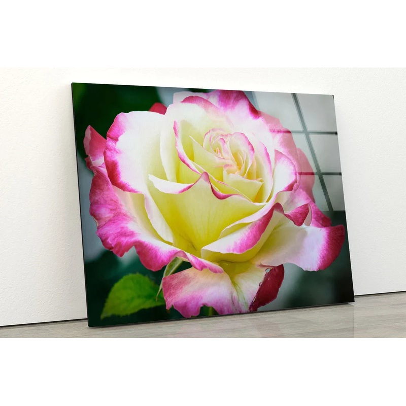 White Pink Rose Flower UV Direct Aluminum Print Australian Made Quality