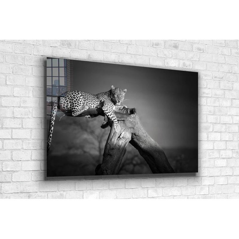 African Leopard B&W UV Direct Aluminum Print Australian Made Quality