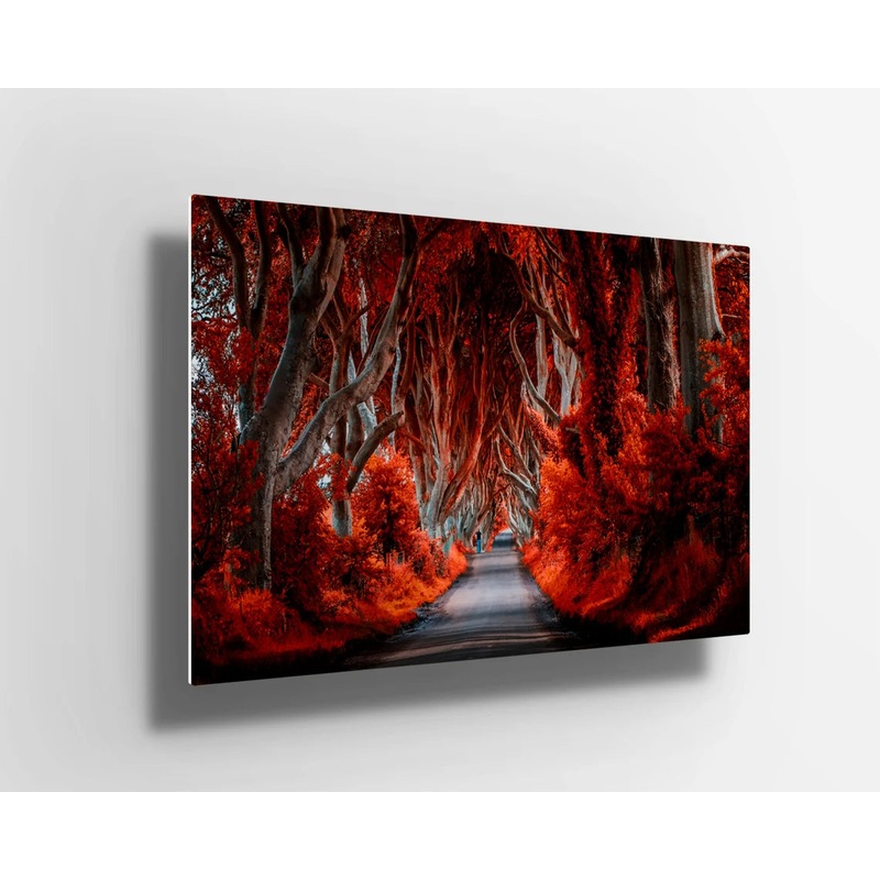 Autumn Forest red trees UV Direct Aluminum Print Australian Made Quality