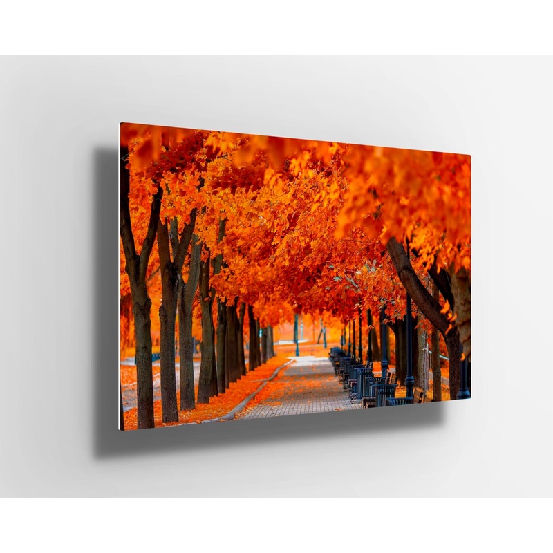 Autumn orange trees forest UV Direct Aluminum Print Australian Made Quality