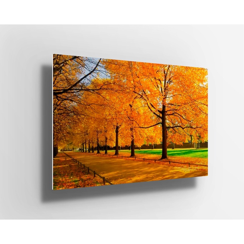 Autumn yellow trees forest & path UV Direct Aluminum Print Australian Made Quality