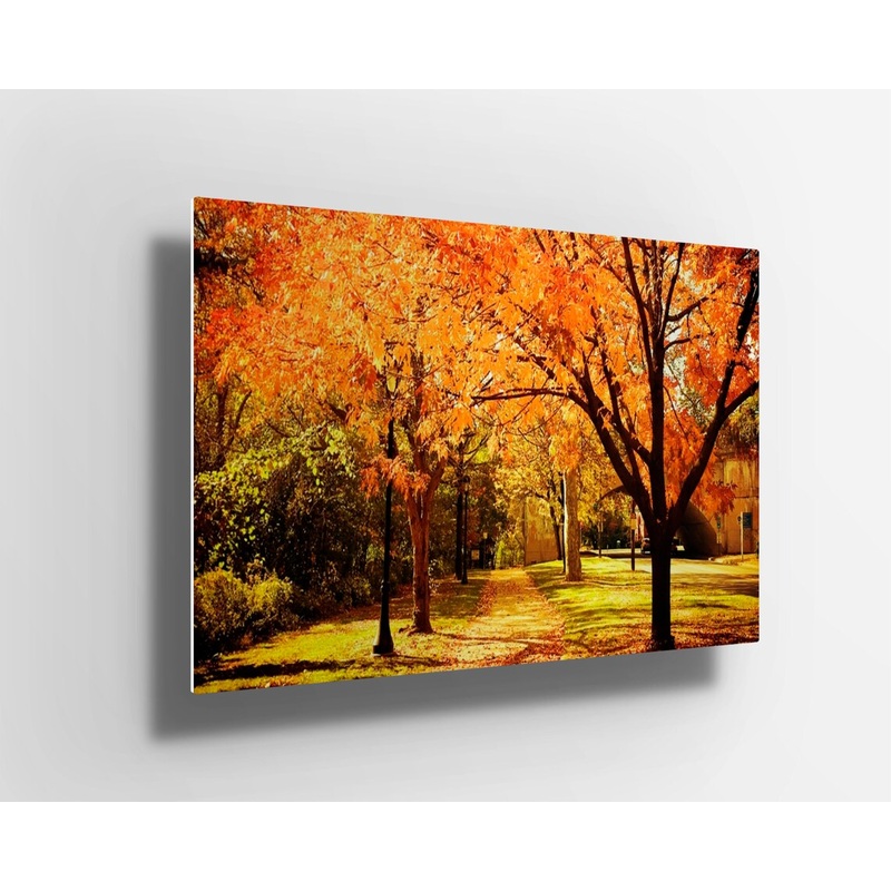Autumn yellow trees UV Direct Aluminum Print Australian Made Quality