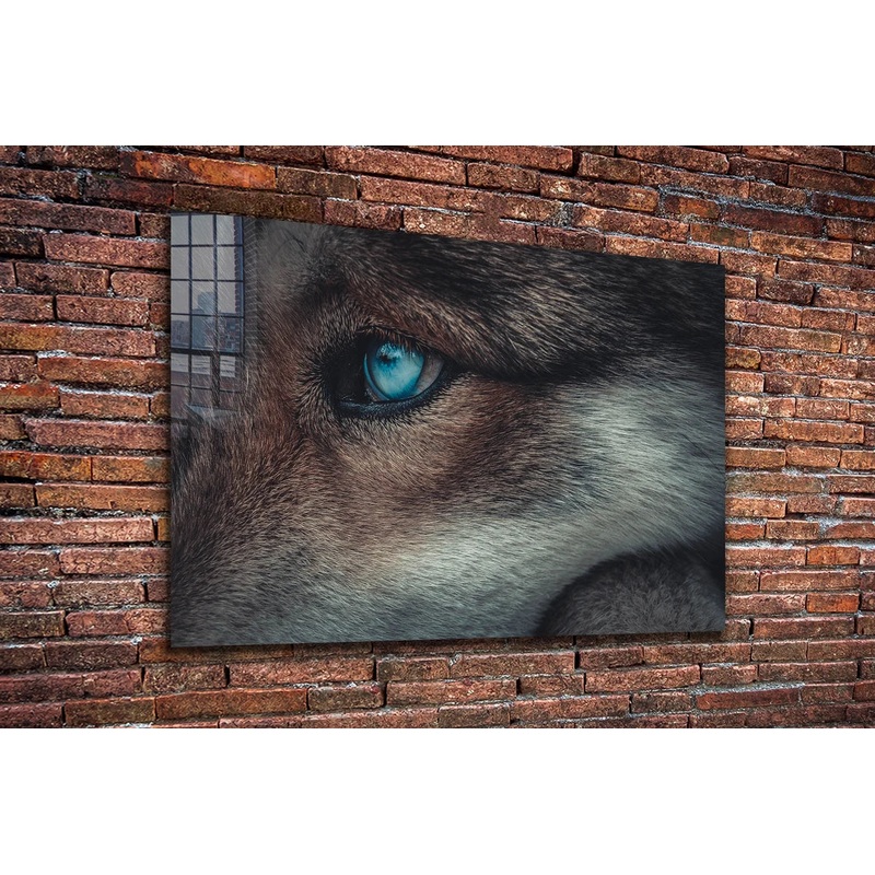 Blue Eyes Wolf Closeup UV Direct Aluminum Print Australian Made Quality