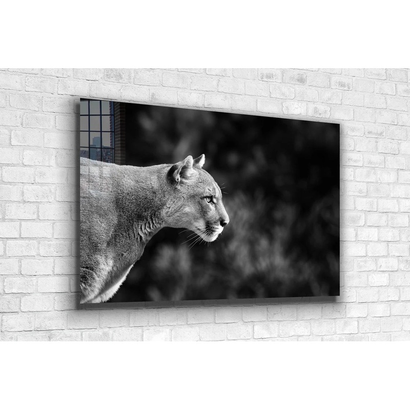 Cougar B&W Side View UV Direct Aluminum Print Australian Made Quality
