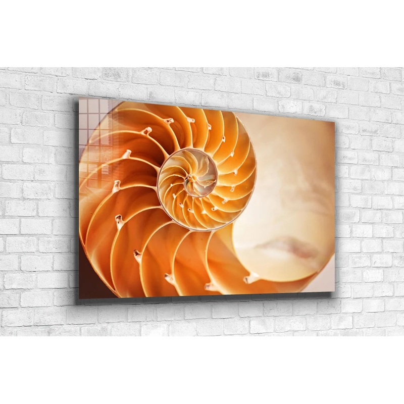 Golden Ratio Sea Shell UV Direct Aluminum Print Australian Made Quality