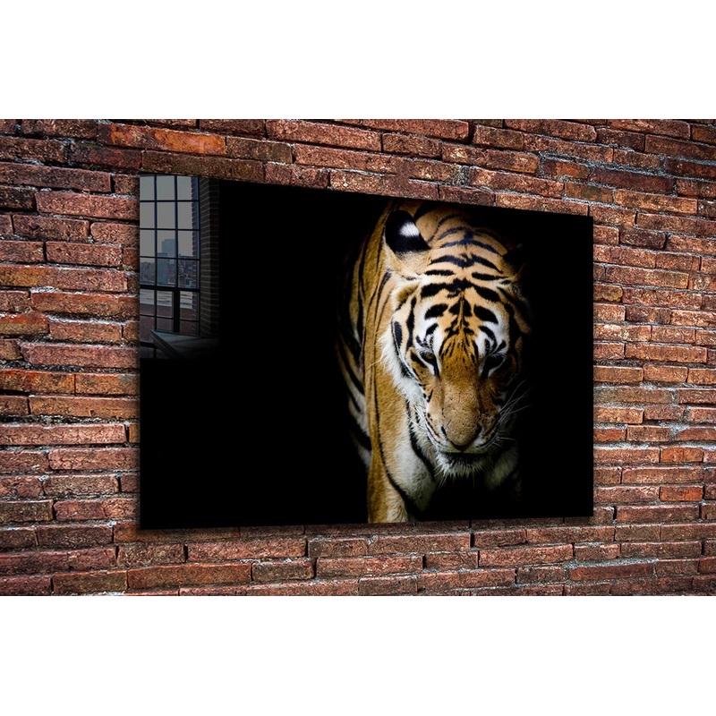 Tiger on Dark View UV Direct Aluminum Print Australian Made Quality
