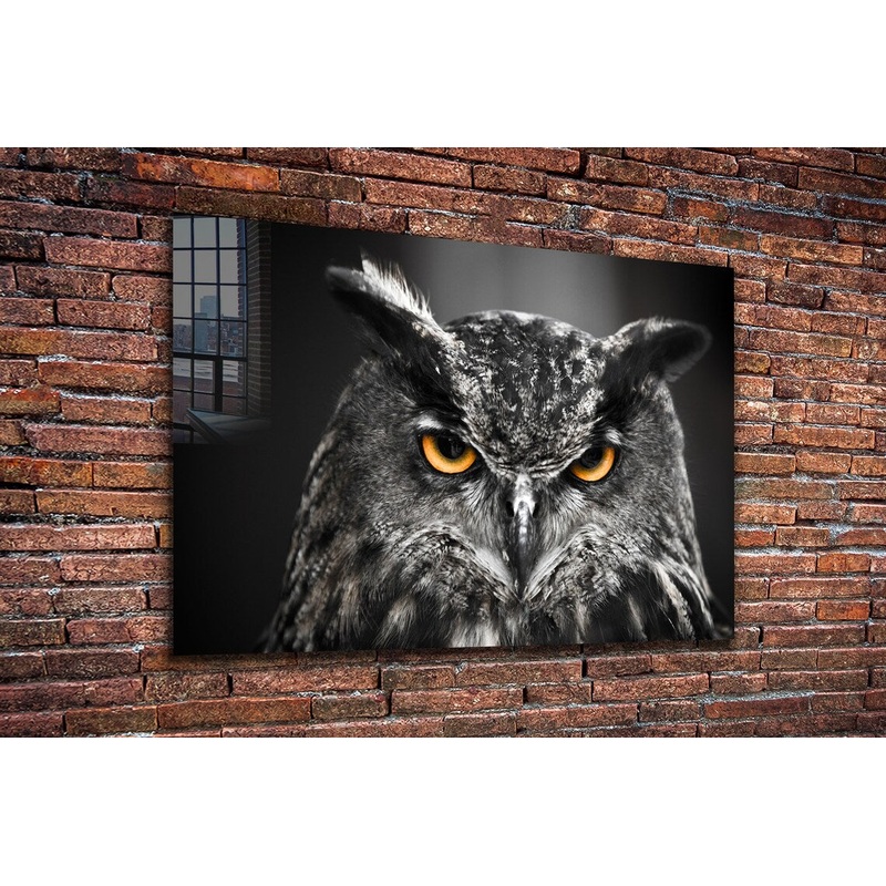 Yellow Eyes Owl B&W UV Direct Aluminum Print Australian Made Quality