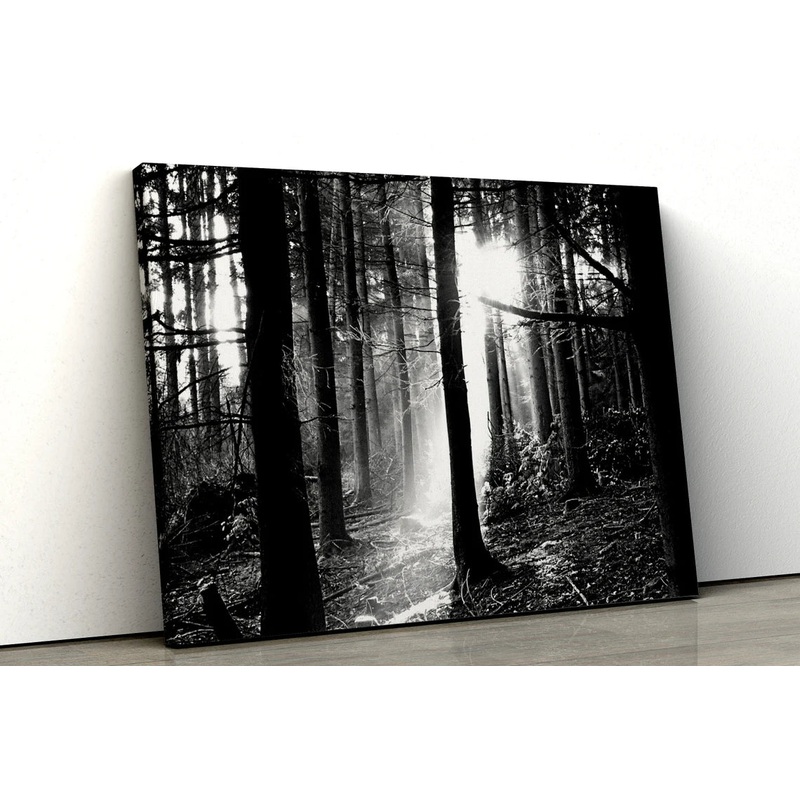 Black and White Noir Forest trees UV Direct Aluminum Print Australian Made Quality