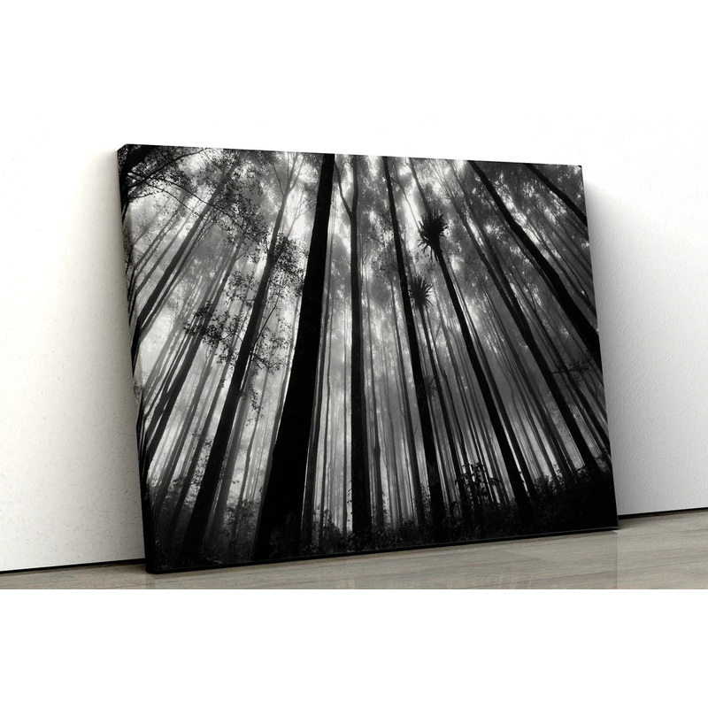 Black and White Noir Forest UV Direct Aluminum Print Australian Made Quality