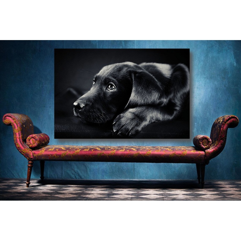Black Labrador UV Direct Aluminum Print Australian Made Quality