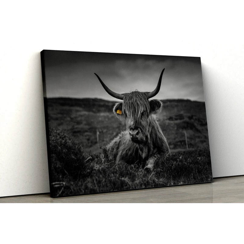 Highland Cow Black and White UV Direct Aluminum Print Australian Made Quality
