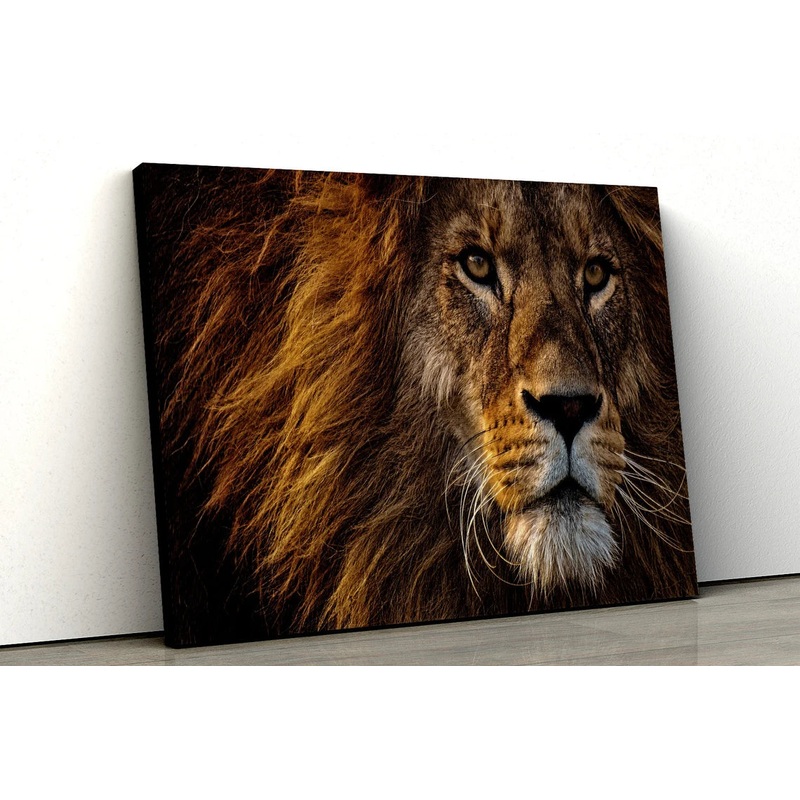 Large African Lion color Abstract UV Direct Aluminum Print Australian Made Quality