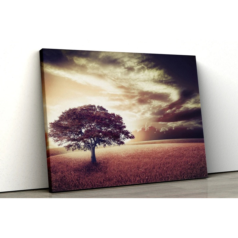 Large tree with sunset in a field UV Direct Aluminum Print Australian Made Quality