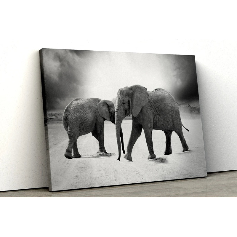 Two large Elephants Black and White UV Direct Aluminum Print Australian Made Quality