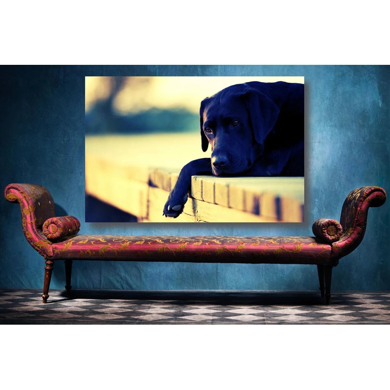 Black Labrador Retriever UV Direct Aluminum Print Australian Made Quality