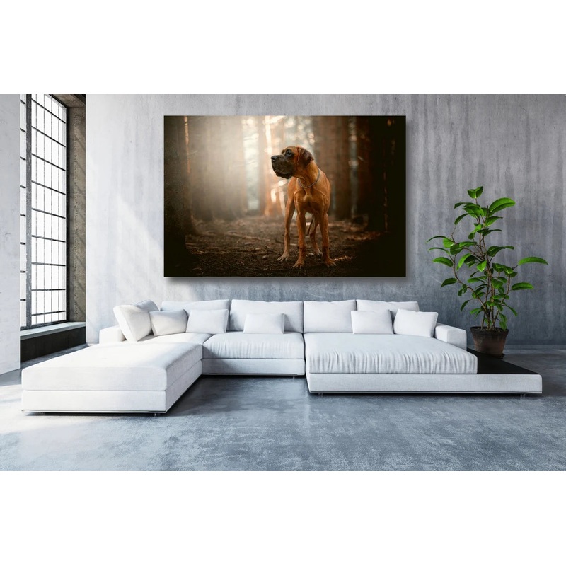 Great Dane Wall Art UV Direct Aluminum Print Australian Made Quality