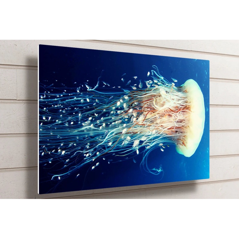 Jelly Fish UV Direct Aluminum Print Australian Made Quality