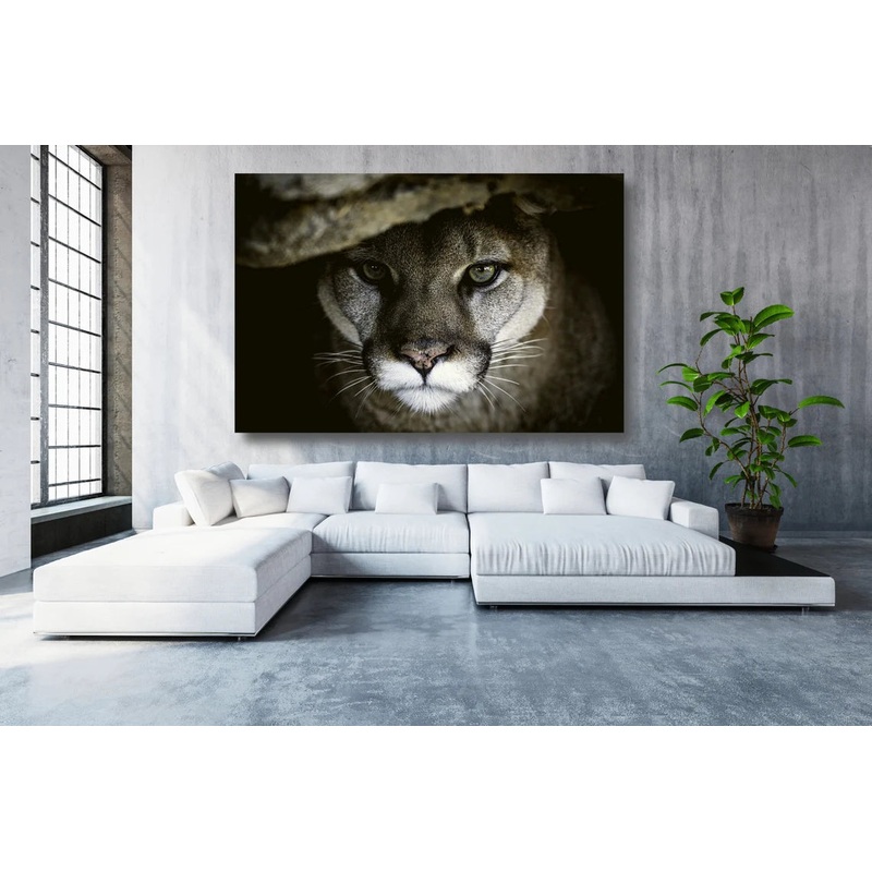 Puma Wall Art UV Direct Aluminum Print Australian Made Quality