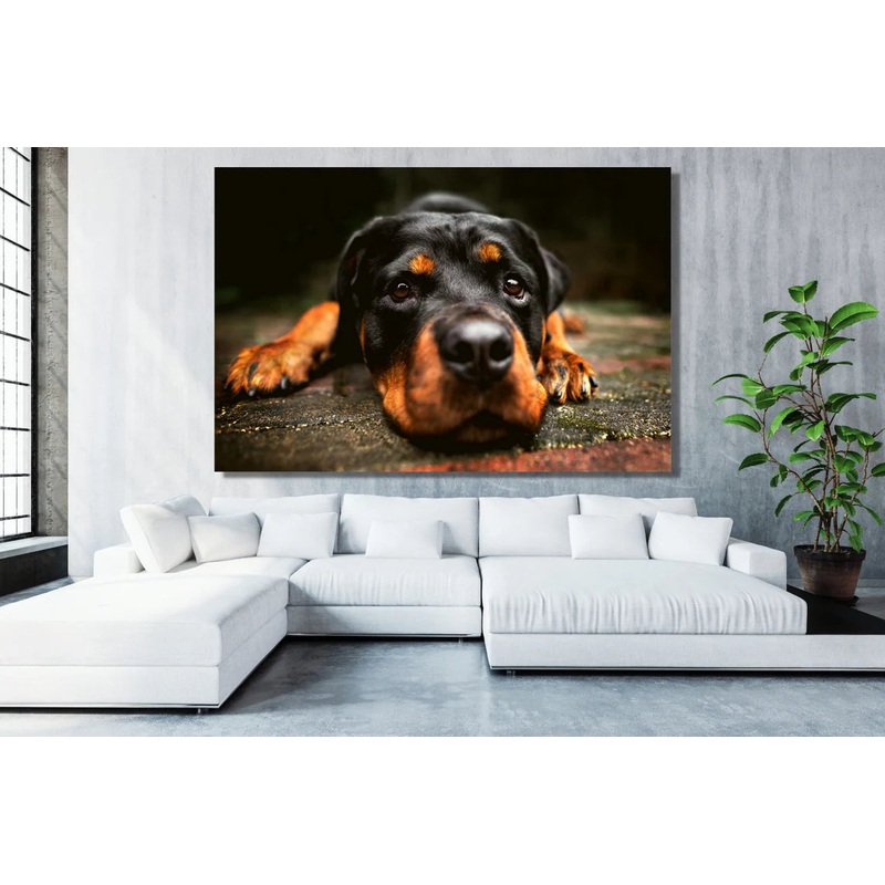 Rottweiler Wall Art UV Direct Aluminum Print Australian Made Quality