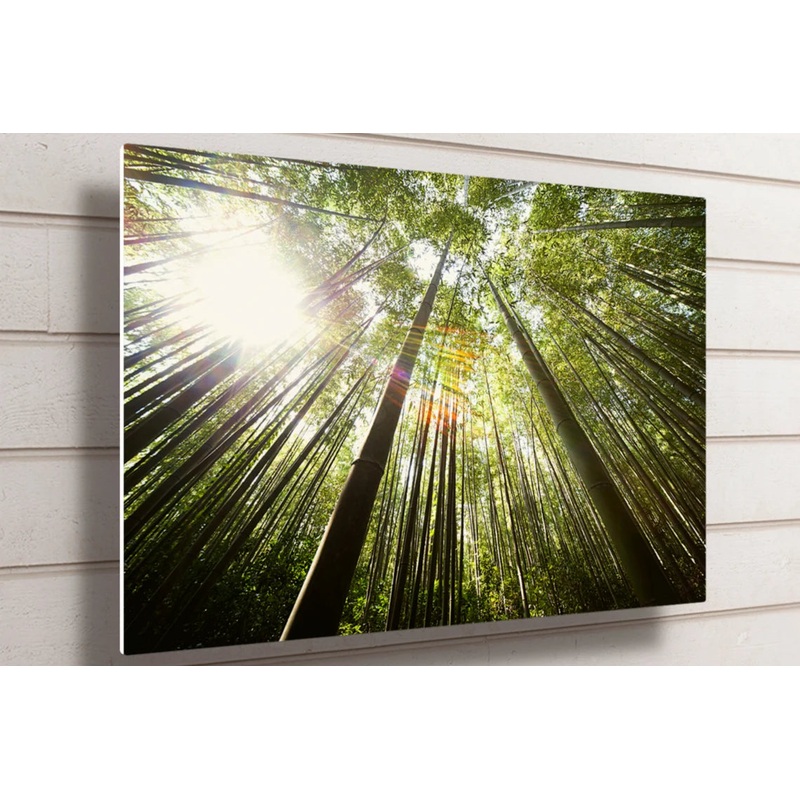 Tree Canopy Night Sky UV Direct Aluminum Print Australian Made Quality