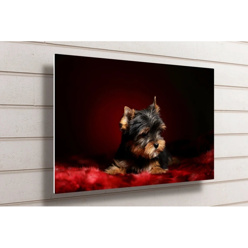 Yorkshire Terrier UV Direct Aluminum Print Australian Made Quality